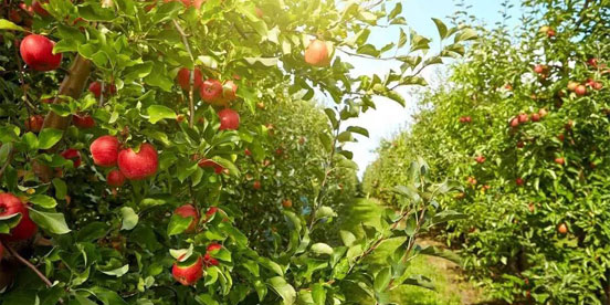 全球20多个水果种植基地