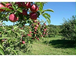 山东苹果种植基地