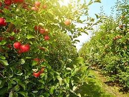新疆苹果种植基地