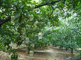 洛川苹果种植基地