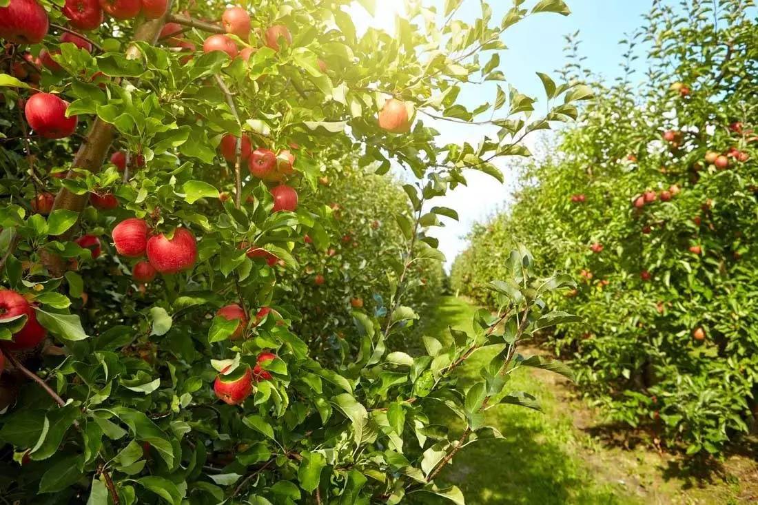 新疆苹果种植基地