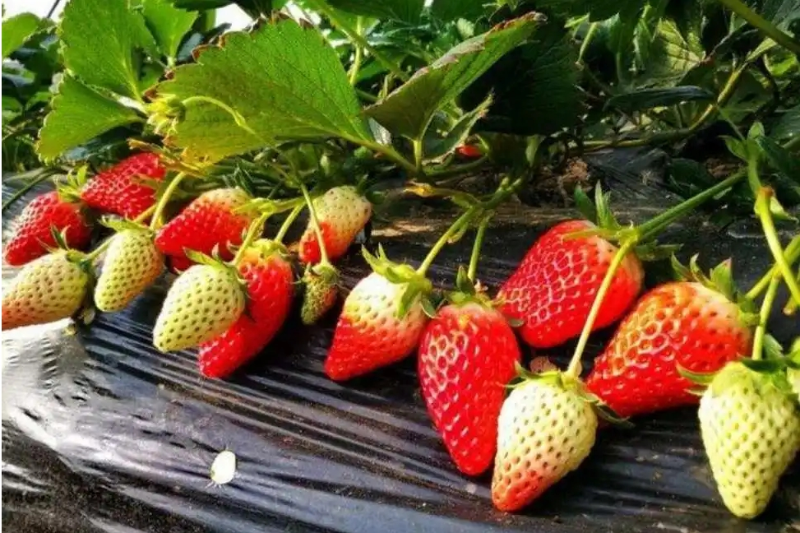 草莓水果批发