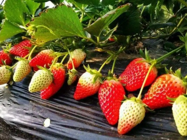 草莓多少钱一斤2024